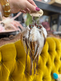 A Rare Bird Jumbo Feather Earrings